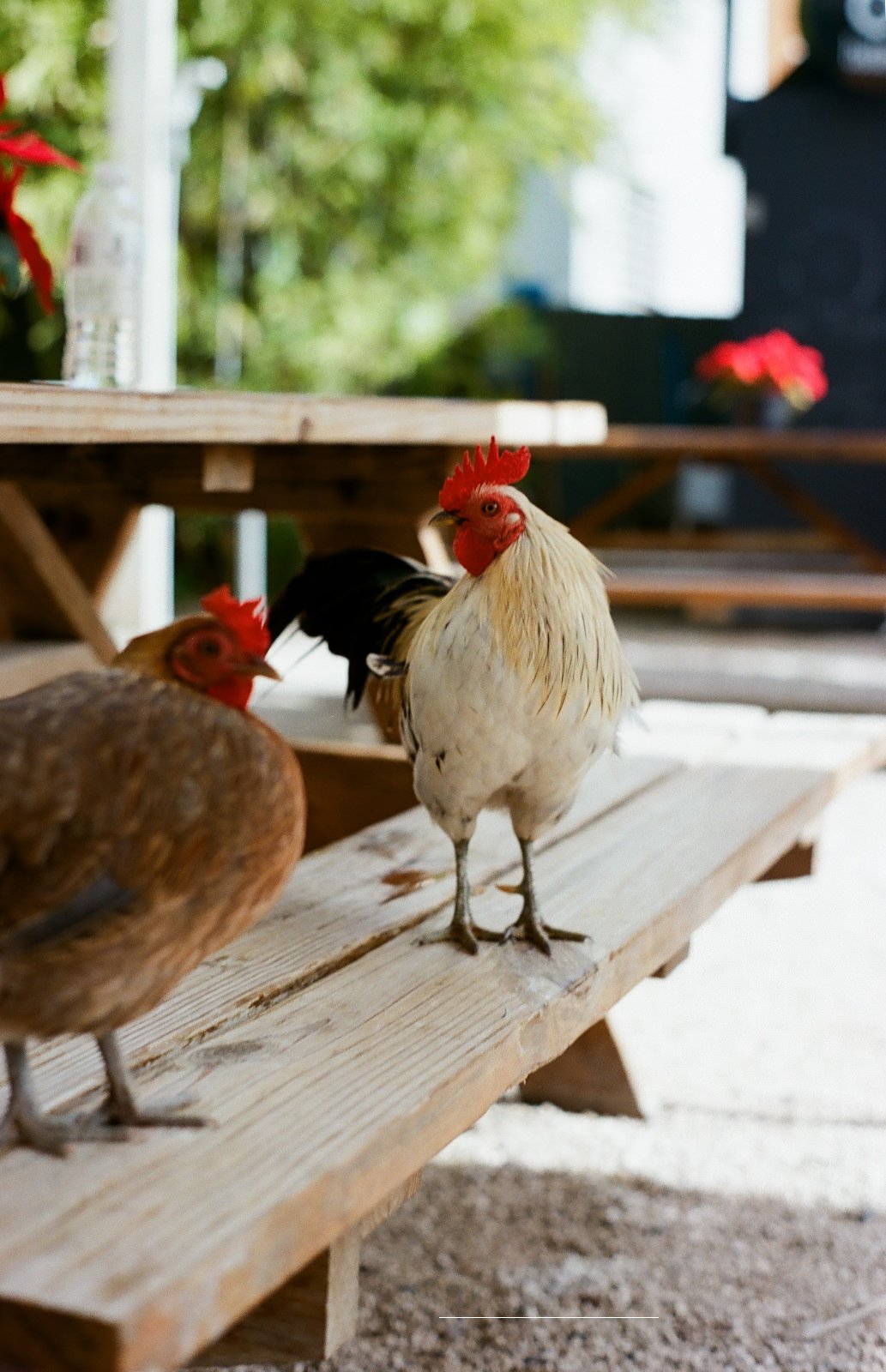 A rooster and a hen just hanging out