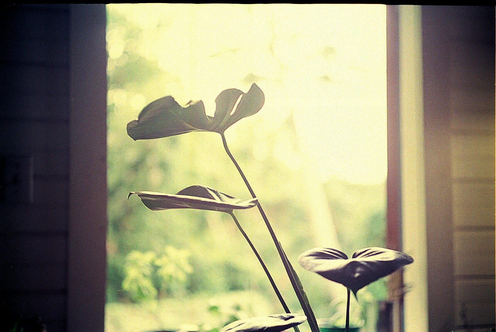 A backlit monstera plant