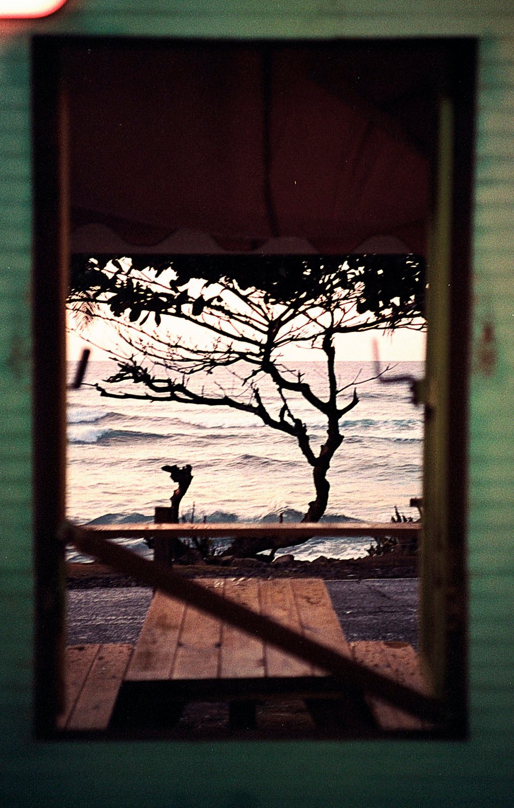 Tree and beach outside a shack window