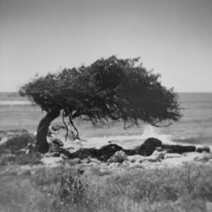beach tree
